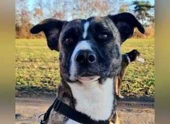 Niky ruhiger Leinenläufer wartet auf seine Menschen