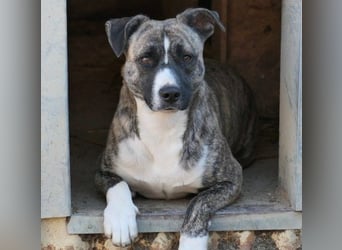 Wunderschöner Niky sucht liebevolles Zuhause