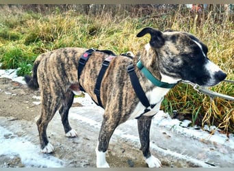 Niky ruhiger Leinenläufer wartet auf seine Menschen