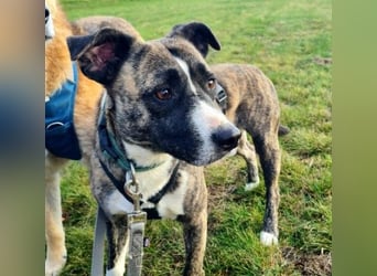 Niky ruhiger Leinenläufer wartet auf seine Menschen