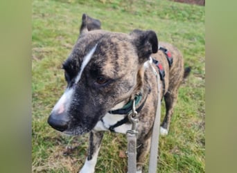 Niky ruhiger Leinenläufer wartet auf seine Menschen