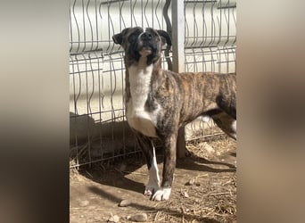 NIKY - schüchterner, wunderschöner Rüde sucht liebevolles Zuhause