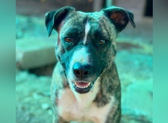 Wunderschöner Niky sucht liebevolles Zuhause