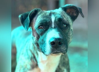 Wunderschöner Niky sucht liebevolles Zuhause