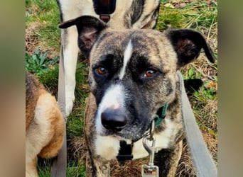 Niky ruhiger Leinenläufer wartet auf seine Menschen