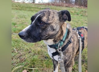 Niky ruhiger Leinenläufer wartet auf seine Menschen