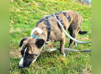 Niky ruhiger Leinenläufer wartet auf seine Menschen