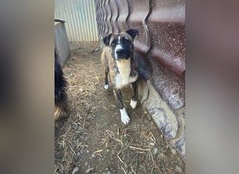 NIKY - schüchterner, wunderschöner Rüde sucht liebevolles Zuhause