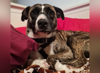 Niky ruhiger Leinenläufer wartet auf seine Menschen