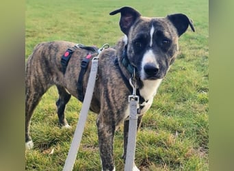 Niky ruhiger Leinenläufer wartet auf seine Menschen