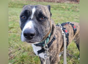 Niky ruhiger Leinenläufer wartet auf seine Menschen