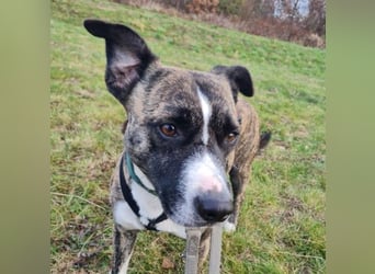 Niky ruhiger Leinenläufer wartet auf seine Menschen