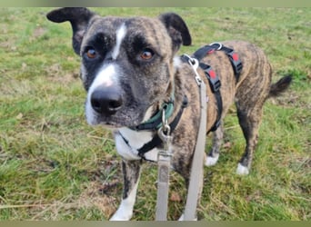 Niky ruhiger Leinenläufer wartet auf seine Menschen