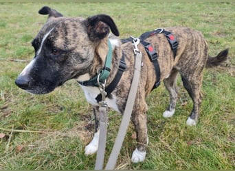 Niky ruhiger Leinenläufer wartet auf seine Menschen