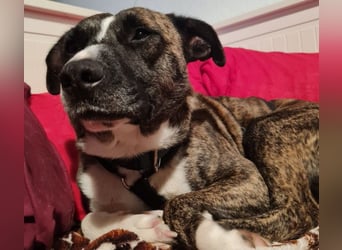 Niky ruhiger Leinenläufer wartet auf seine Menschen