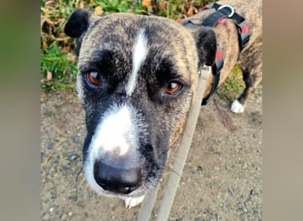 Niky ruhiger Leinenläufer wartet auf seine Menschen