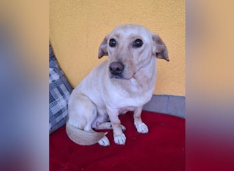 Latte, Mischling, Hündin, geb. am 15.01.2023, 32 cm, 12 kg