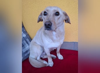 Latte, Mischling, Hündin, geb. am 15.01.2023, 32 cm, 12 kg