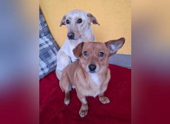 Latte, Mischling, Hündin, geb. am 15.01.2023, 32 cm, 12 kg