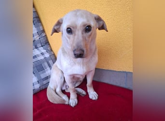 Latte, Mischling, Hündin, geb. am 15.01.2023, 32 cm, 12 kg