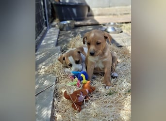 Loki, erst 6 Wochen auf der Welt, sucht er sein Glück