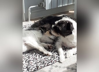 Lexie & Lotta, ein Dreamteam in gute Hände abzugeben