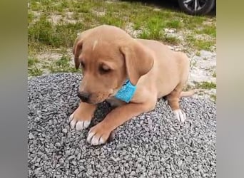 Loki, erst 6 Wochen auf der Welt, sucht er sein Glück