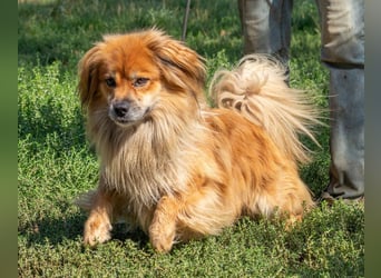 Pukkancs, kleiner Pekinesen Mix sucht ein liebes Zuhause Pukkancs, kleiner Pekinesen Mix sucht ein liebes Zuhause