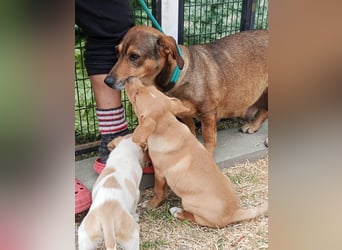 Lisa, Mutter mit ihren 4 Welpen im Tierheim gelandet