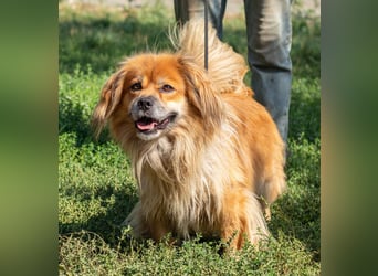 Pukkancs, kleiner Pekinesen Mix sucht ein liebes Zuhause Pukkancs, kleiner Pekinesen Mix sucht ein liebes Zuhause