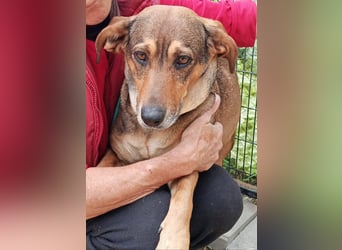 Lisa, Mutter mit ihren 4 Welpen im Tierheim gelandet