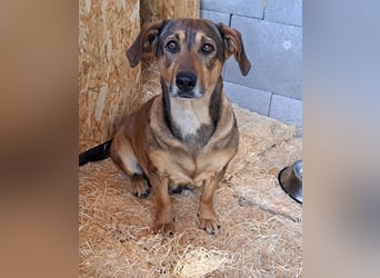 Lisa, Mutter mit ihren 4 Welpen im Tierheim gelandet