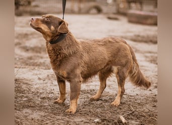 Zsömi, kleines Schokoladenmädchen mit sanfter Seele