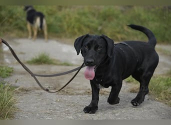 Cooper. der II. Riesenbaby und Tollpatsch sucht seinen Happyplaces