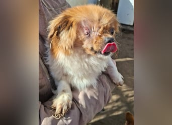 Cukker, ist auch mit einem Auge hellwach