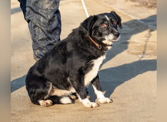 Szerenke, liebe ruhige Hündin sucht ein liebevolles Zuhause