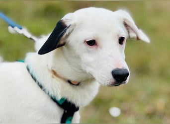 Dior, lieber kleiner Freund sucht Euch zum spielen