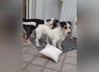 Lexie & Lotta, ein Dreamteam in gute Hände abzugeben