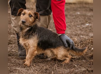 Kòpè, ein kleines Herz auf vier Pfoten mit einer großen Portion Liebe