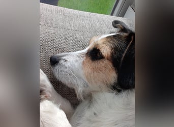 Lexie & Lotta, ein Dreamteam in gute Hände abzugeben