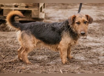 Kòpè, ein kleines Herz auf vier Pfoten mit einer großen Portion Liebe