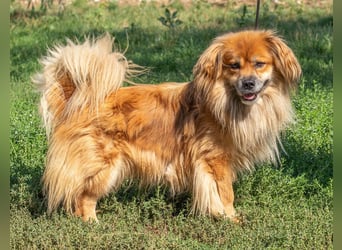 Pukkancs, kleiner Pekinesen Mix sucht ein liebes Zuhause Pukkancs, kleiner Pekinesen Mix sucht ein liebes Zuhause