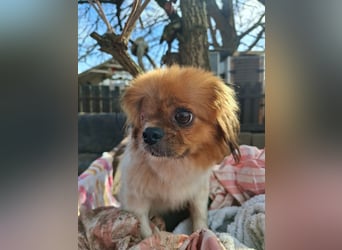 Cukker, ist auch mit einem Auge hellwach