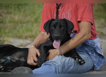 Cooper. der II. Riesenbaby und Tollpatsch sucht seinen Happyplaces