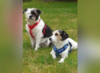 Lexie & Lotta, ein Dreamteam in gute Hände abzugeben
