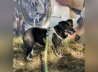 Szerenke, liebe ruhige Hündin sucht ein liebevolles Zuhause