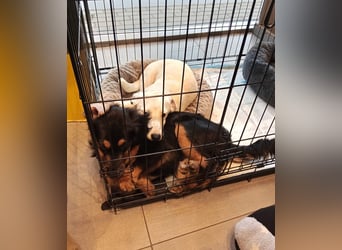 Dior, lieber kleiner Freund sucht Euch zum spielen