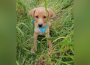 Loki, erst 6 Wochen auf der Welt, sucht er sein Glück