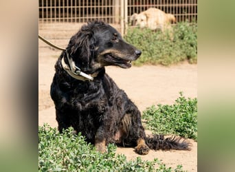 Tina, kleine Dackel-Mischlingshündin sucht ein liebevolles Zuhause Tina, kleine Dackel-Mischlingshündin sucht ein liebevolles Zuhause