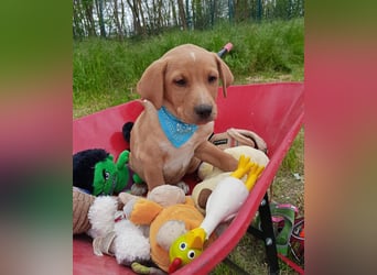 Loki, erst 6 Wochen auf der Welt, sucht er sein Glück